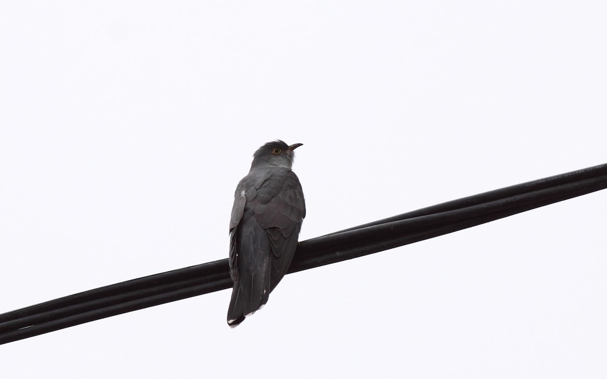 Lesser Cuckoo - Eero Rasi