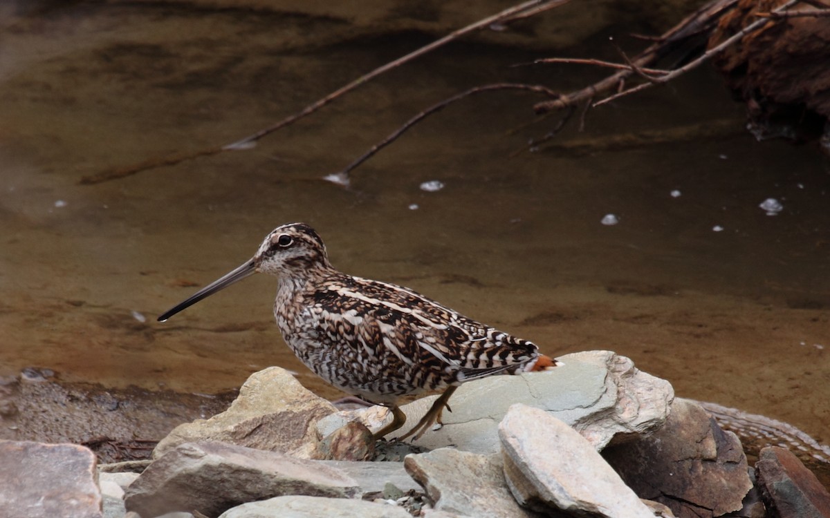 Өнчин хараалж - ML288432291