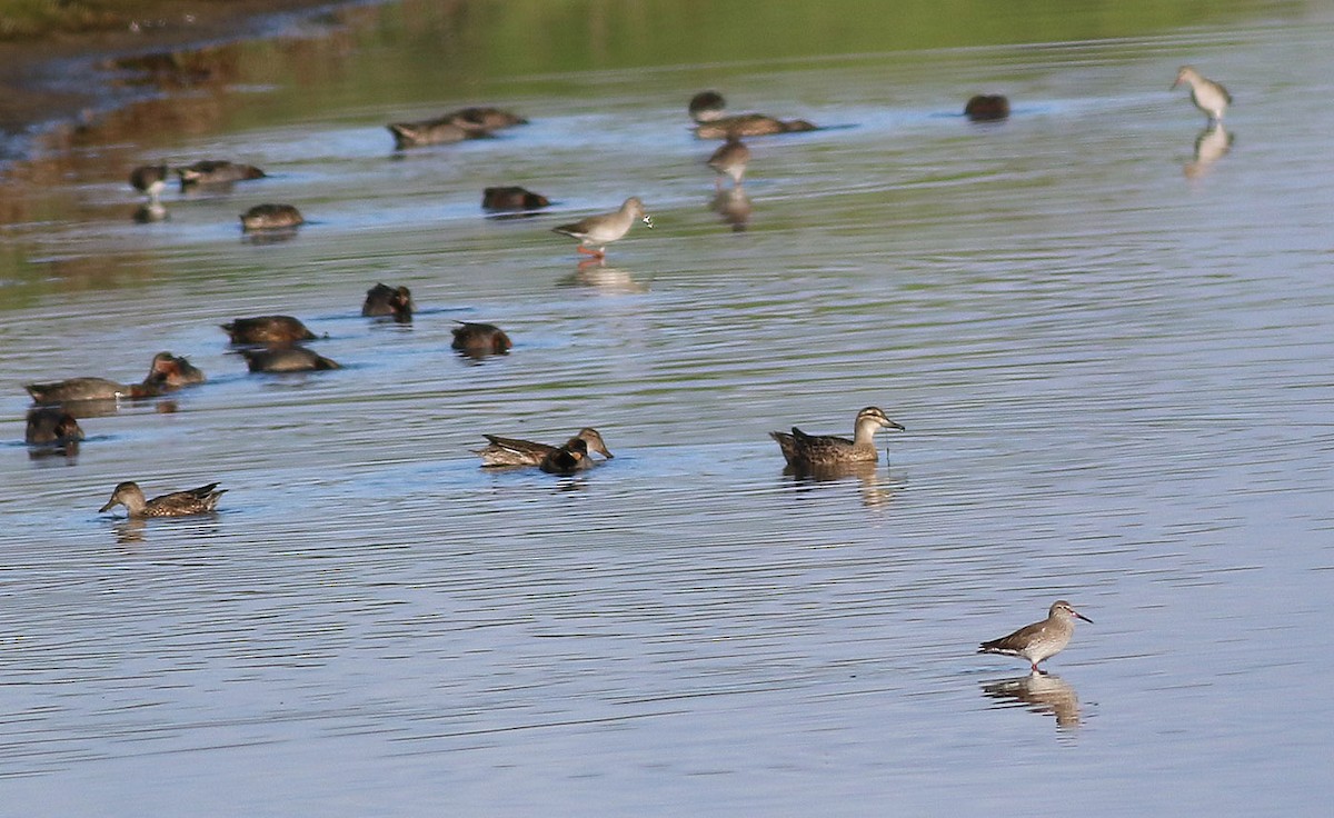 Garganey - ML288432381