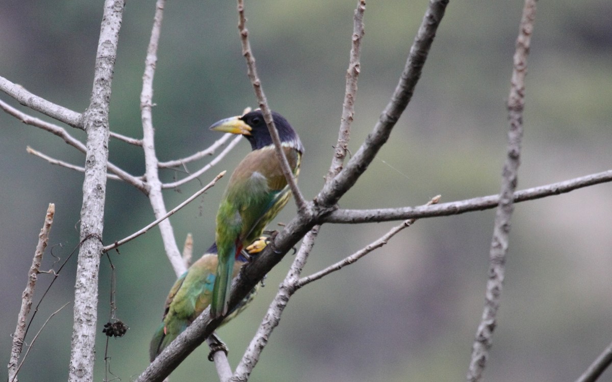 Great Barbet - ML288432541