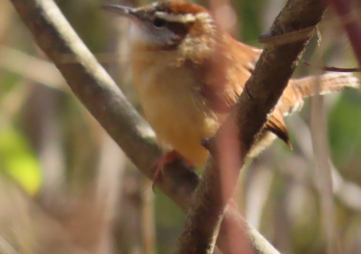 Carolina Wren - ML288433821