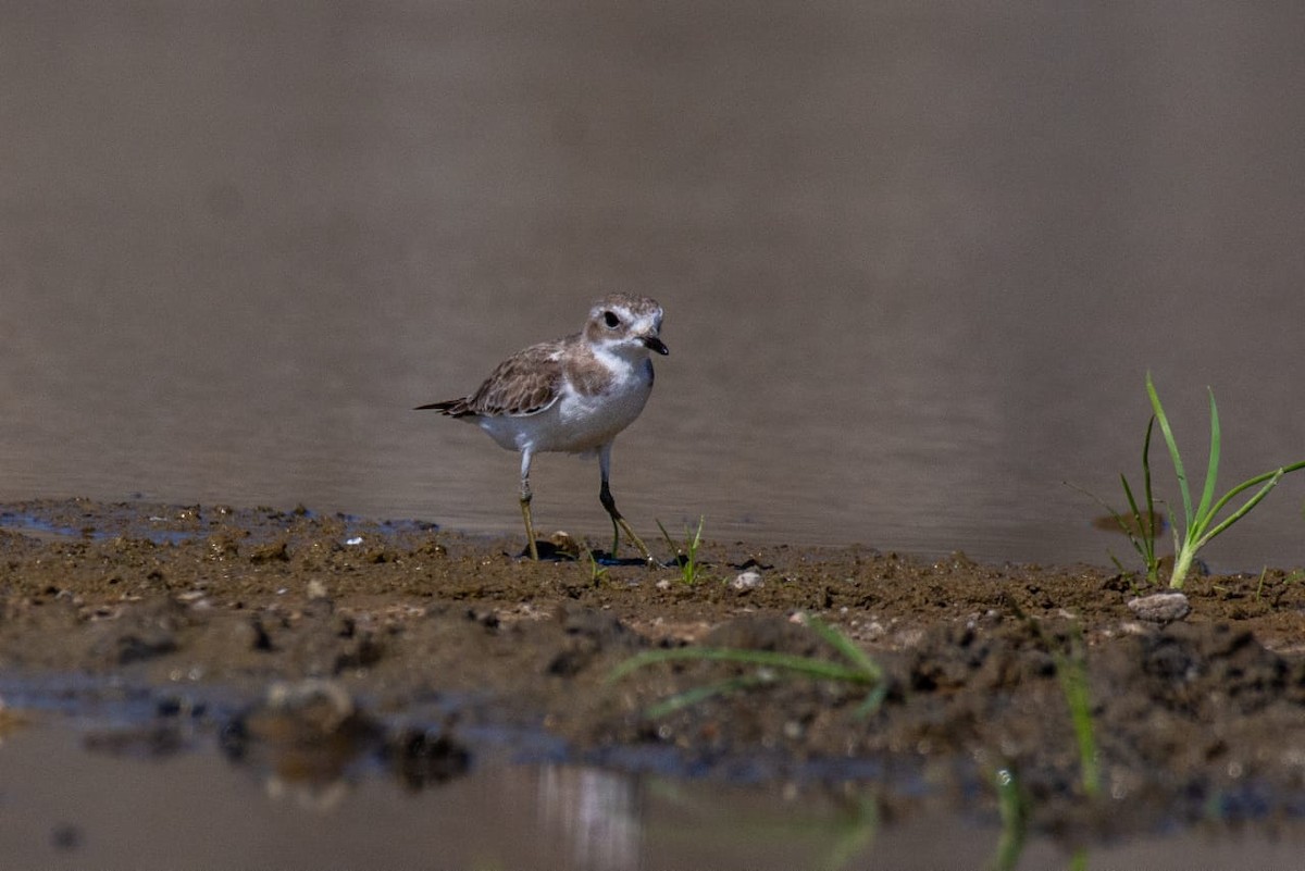 Tibetan Sand-Plover - Prashant Nikam Patil