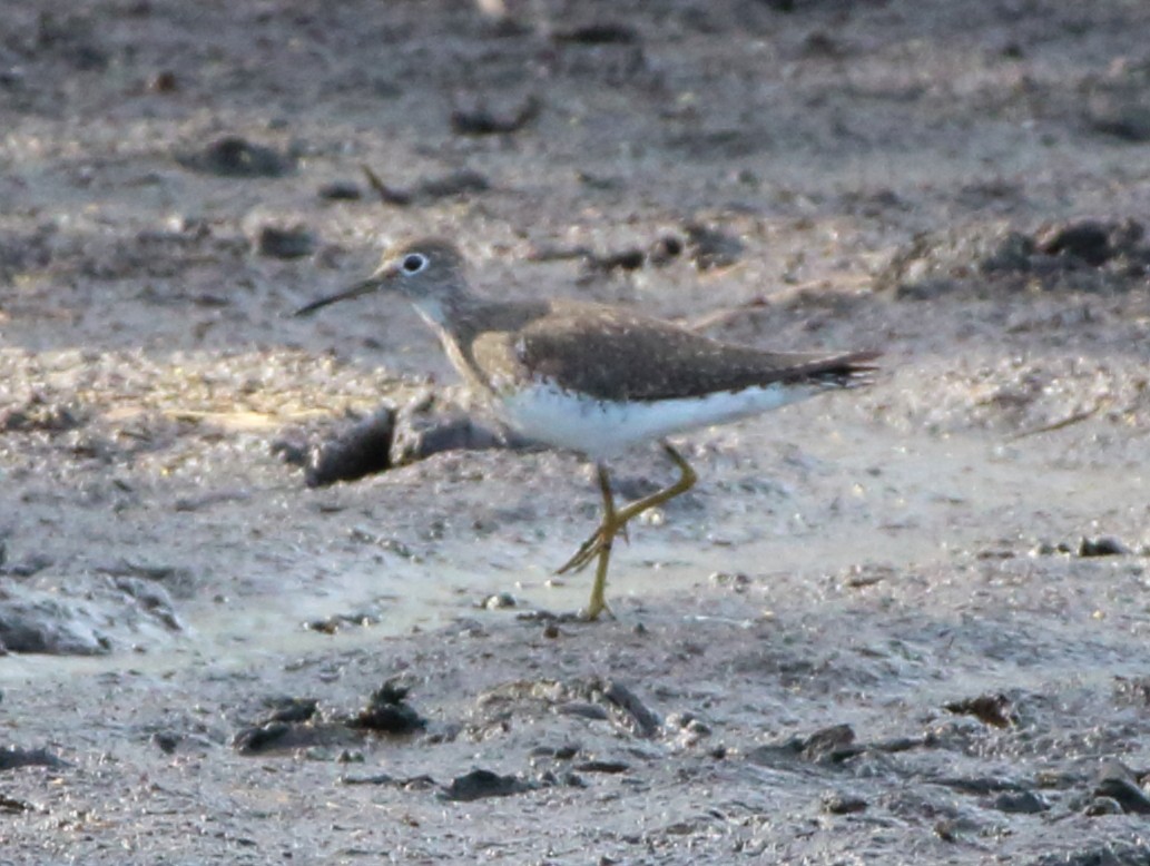 Solitary Sandpiper - ML288434651