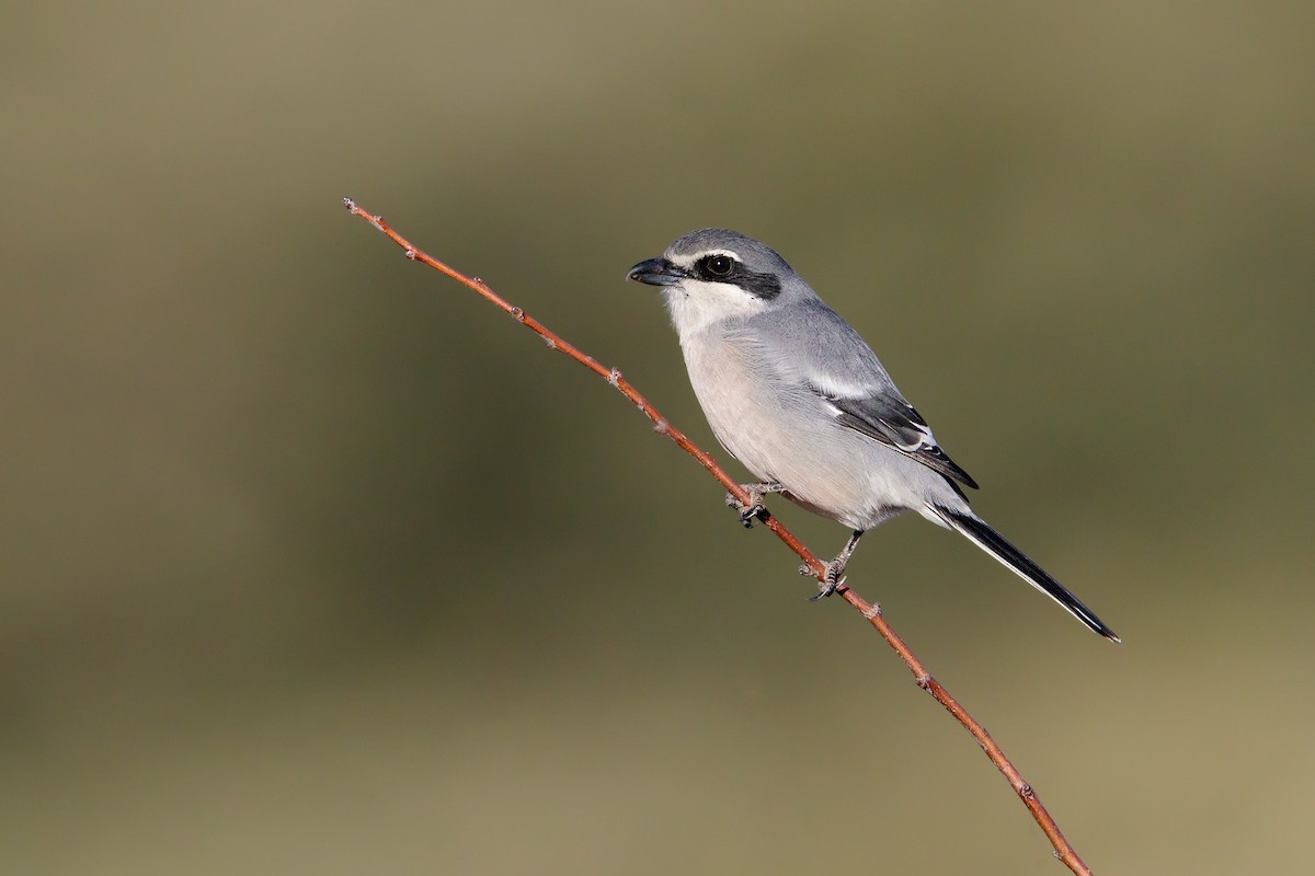 Iberian Gray Shrike - ML288436991