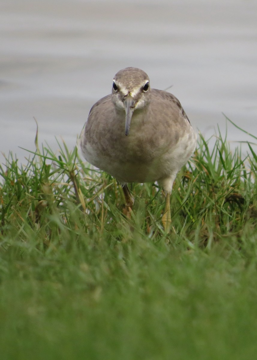 Gray-tailed Tattler - ML288437451