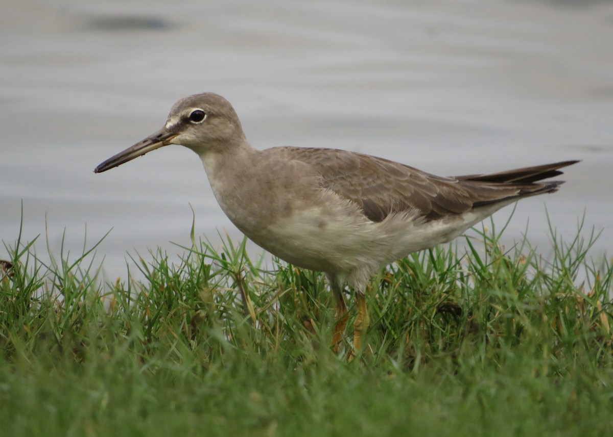 Gray-tailed Tattler - Aneesh Pandian