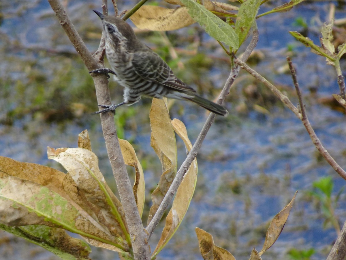 Horsfield's Bronze-Cuckoo - ML288437981