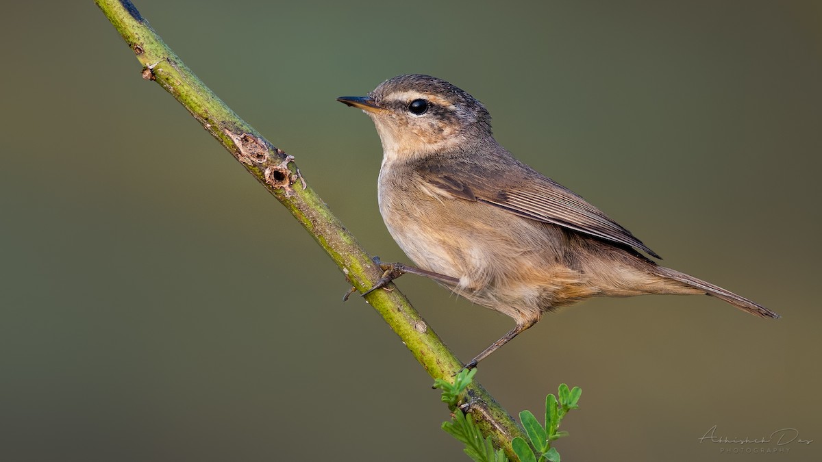 Dusky Warbler - ML288438101