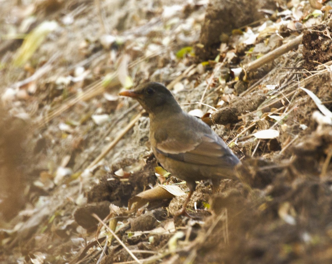 Gray-winged Blackbird - Suresh Sharma