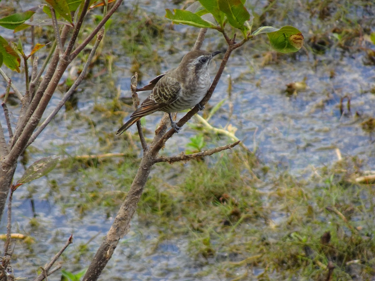 Horsfield's Bronze-Cuckoo - ML288438301