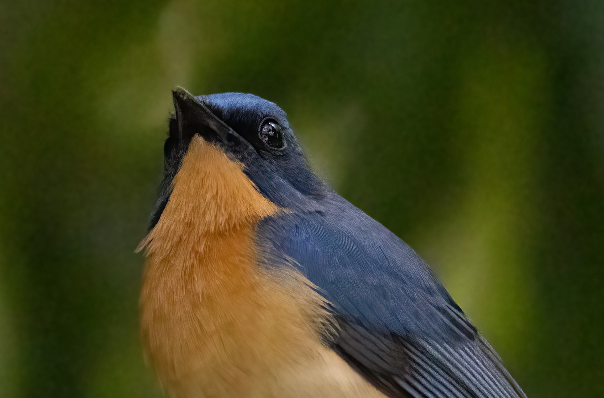 Tickell's Blue Flycatcher - Kalpesh Krishna