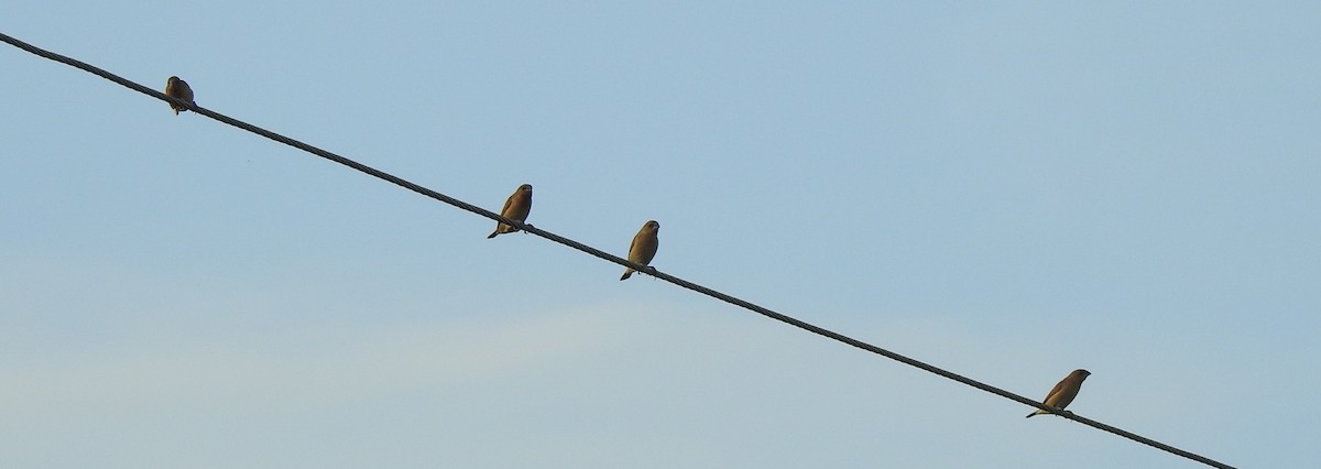 Indian Silverbill - ML288441151