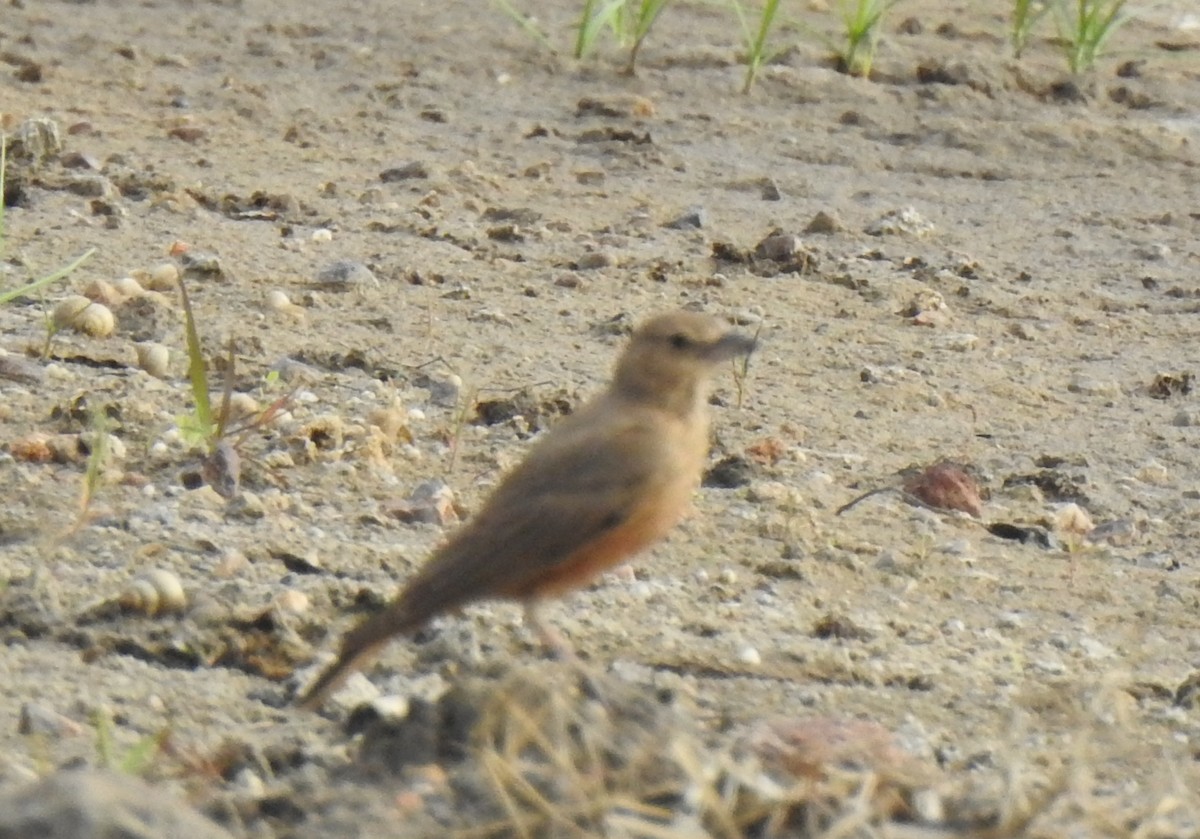 Rufous-tailed Lark - ML288441361