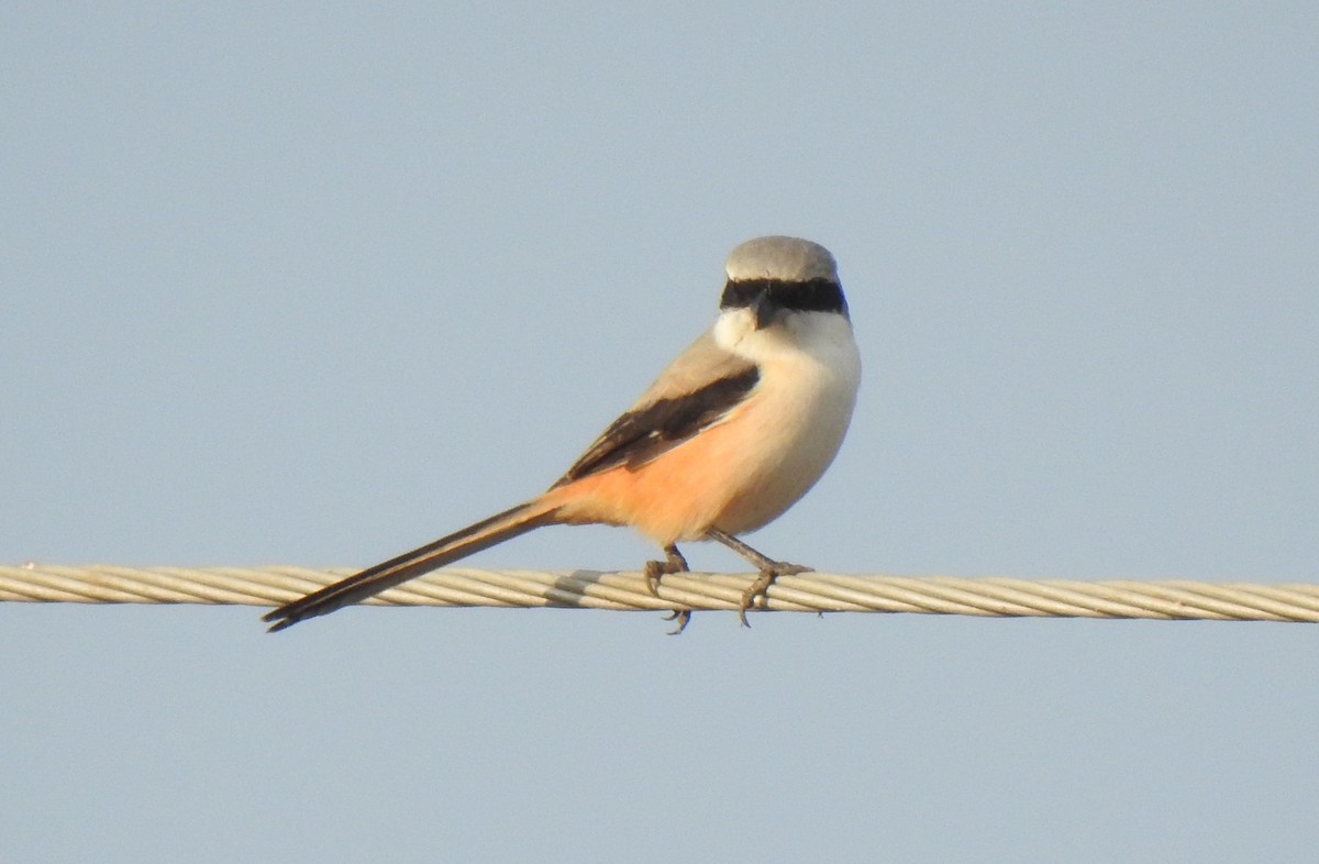 Long-tailed Shrike - ML288441371
