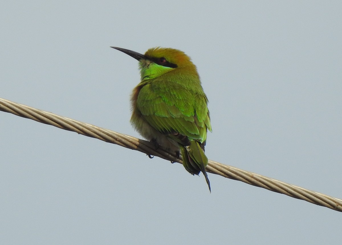 Asian Green Bee-eater - ML288441381