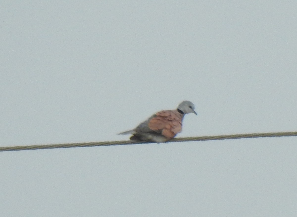 Red Collared-Dove - ML288441521