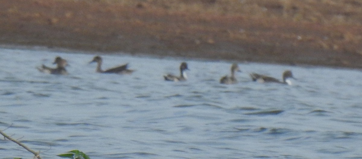 Northern Pintail - ML288441591