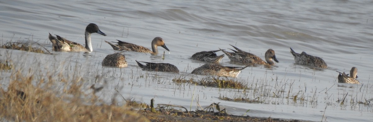 Northern Pintail - ML288441701