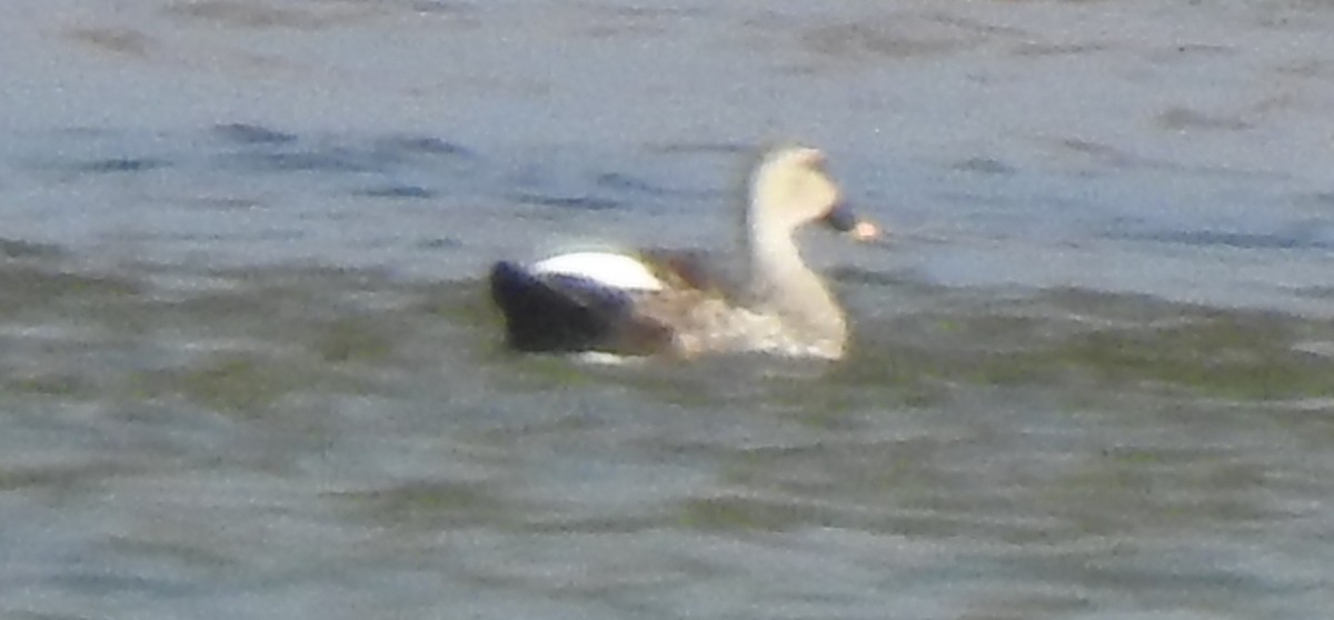 Indian Spot-billed Duck - ML288442461
