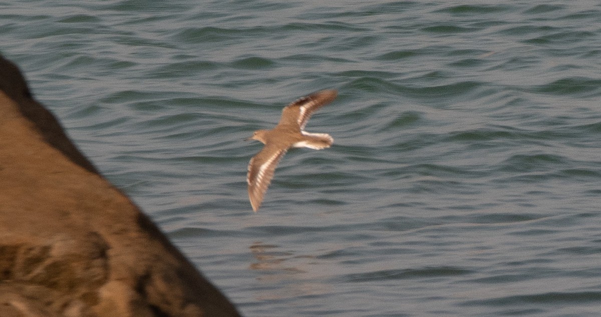 Common Sandpiper - Parmil Kumar