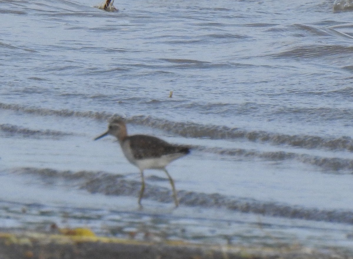 Wood Sandpiper - ML288443211