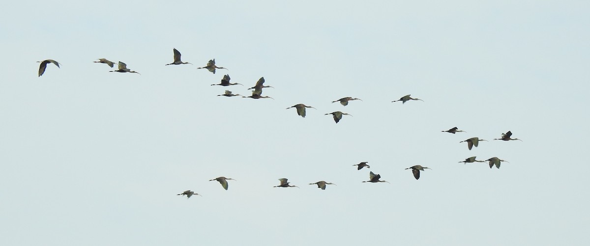 Glossy Ibis - ML288443251