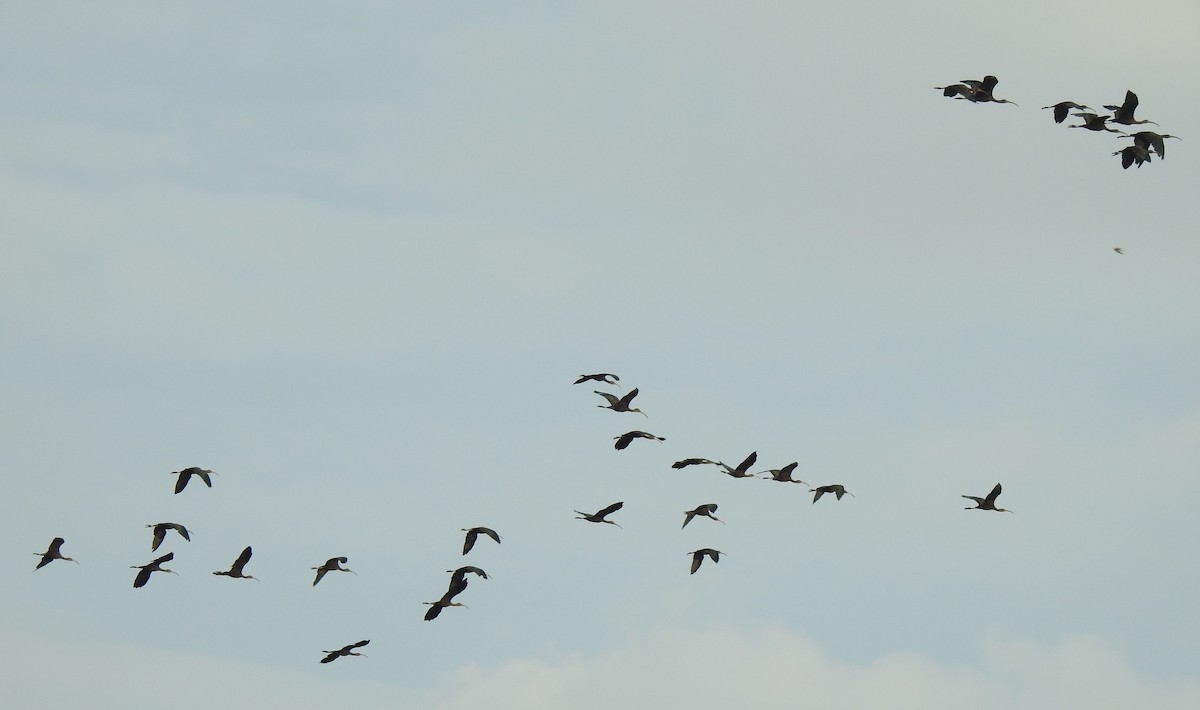 Glossy Ibis - ML288443291