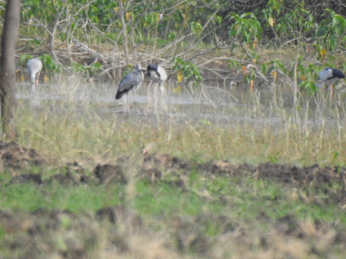 Asian Openbill - ML288443431