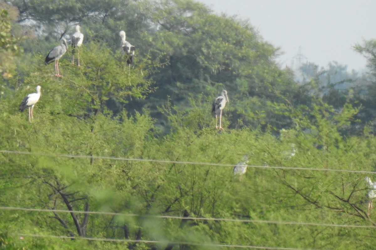 Asian Openbill - ML288443451