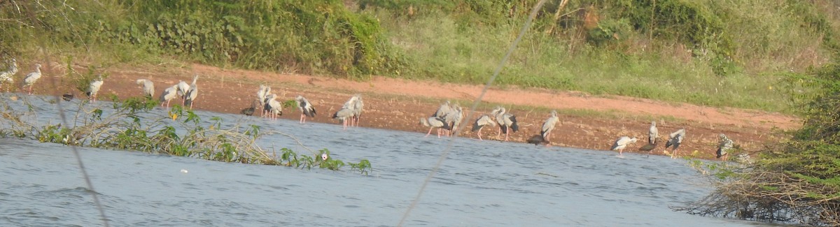 Asian Openbill - ML288443581