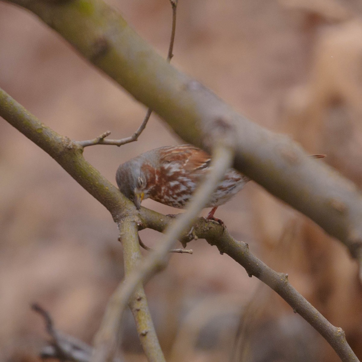 Fox Sparrow - ML288443841