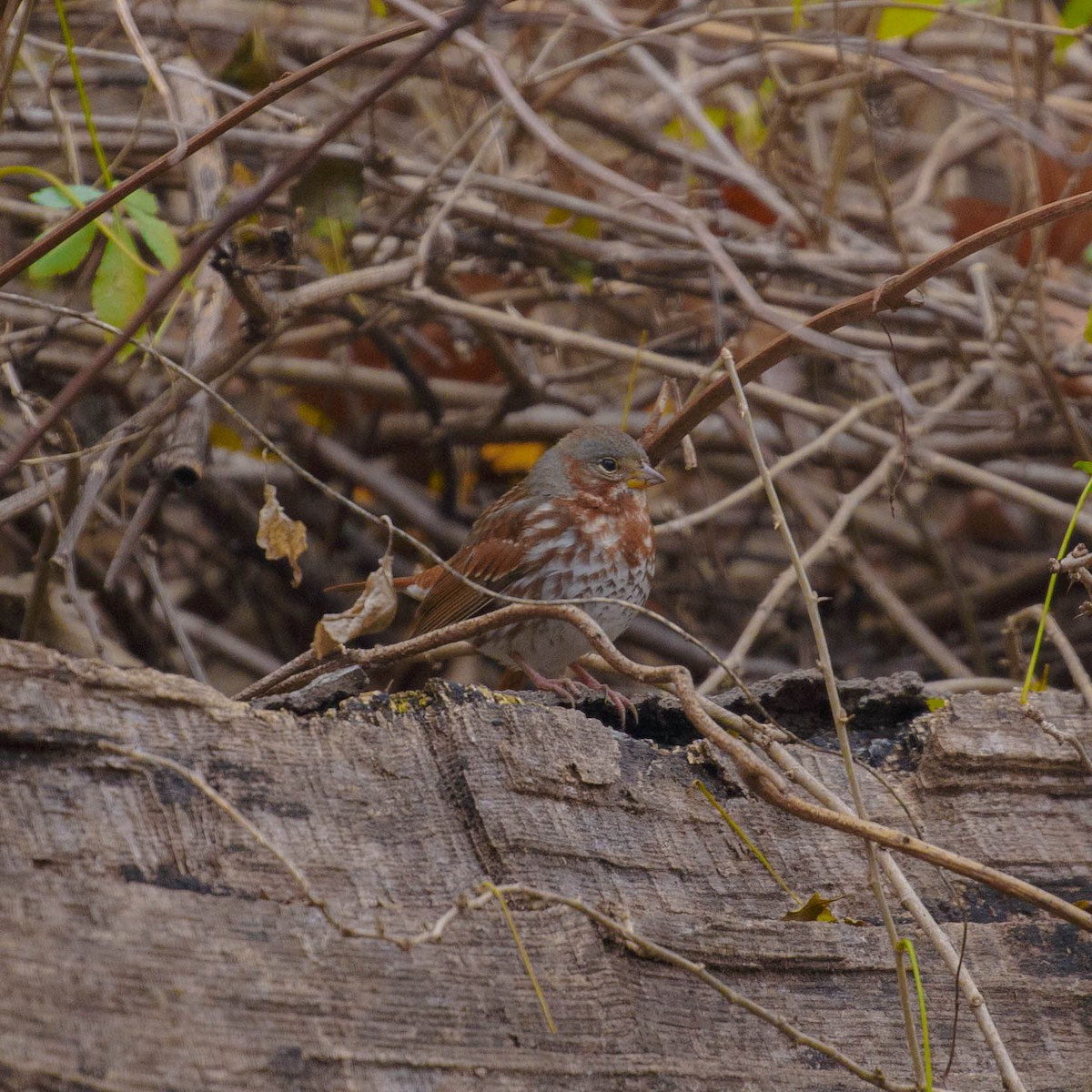 Fox Sparrow - ML288443851