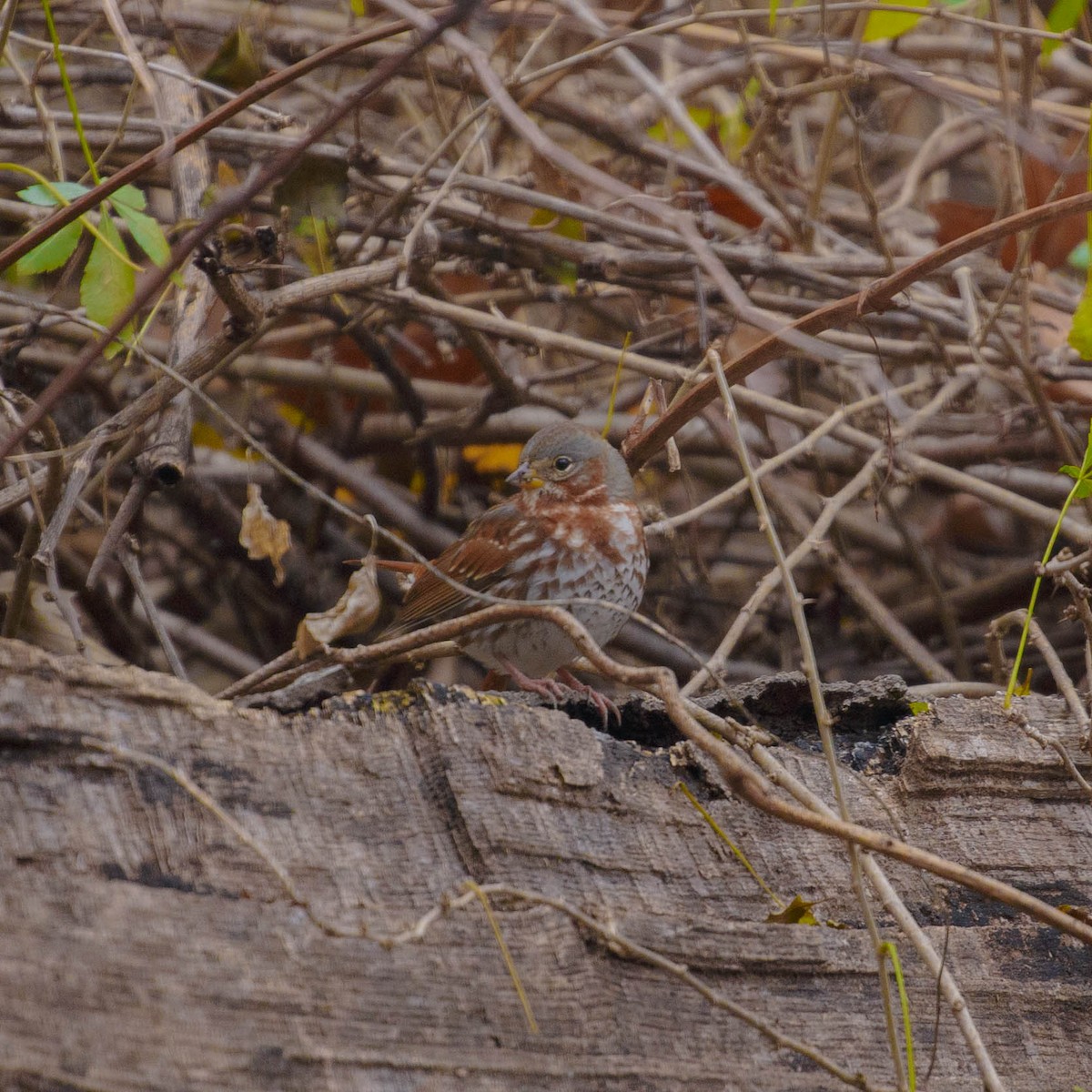 Fox Sparrow - ML288443861