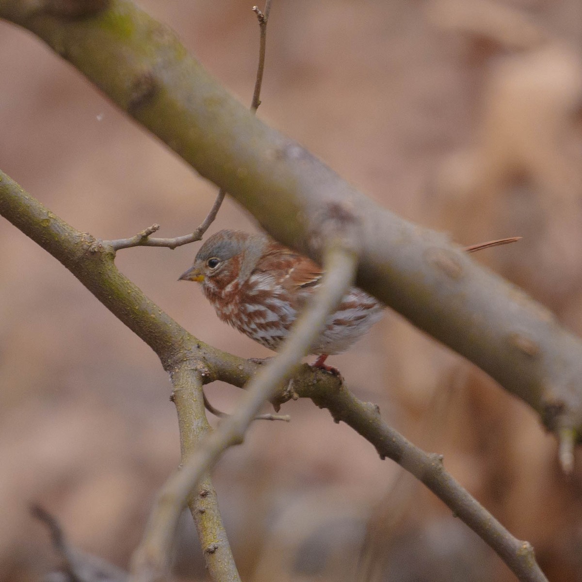 Fox Sparrow - ML288443871