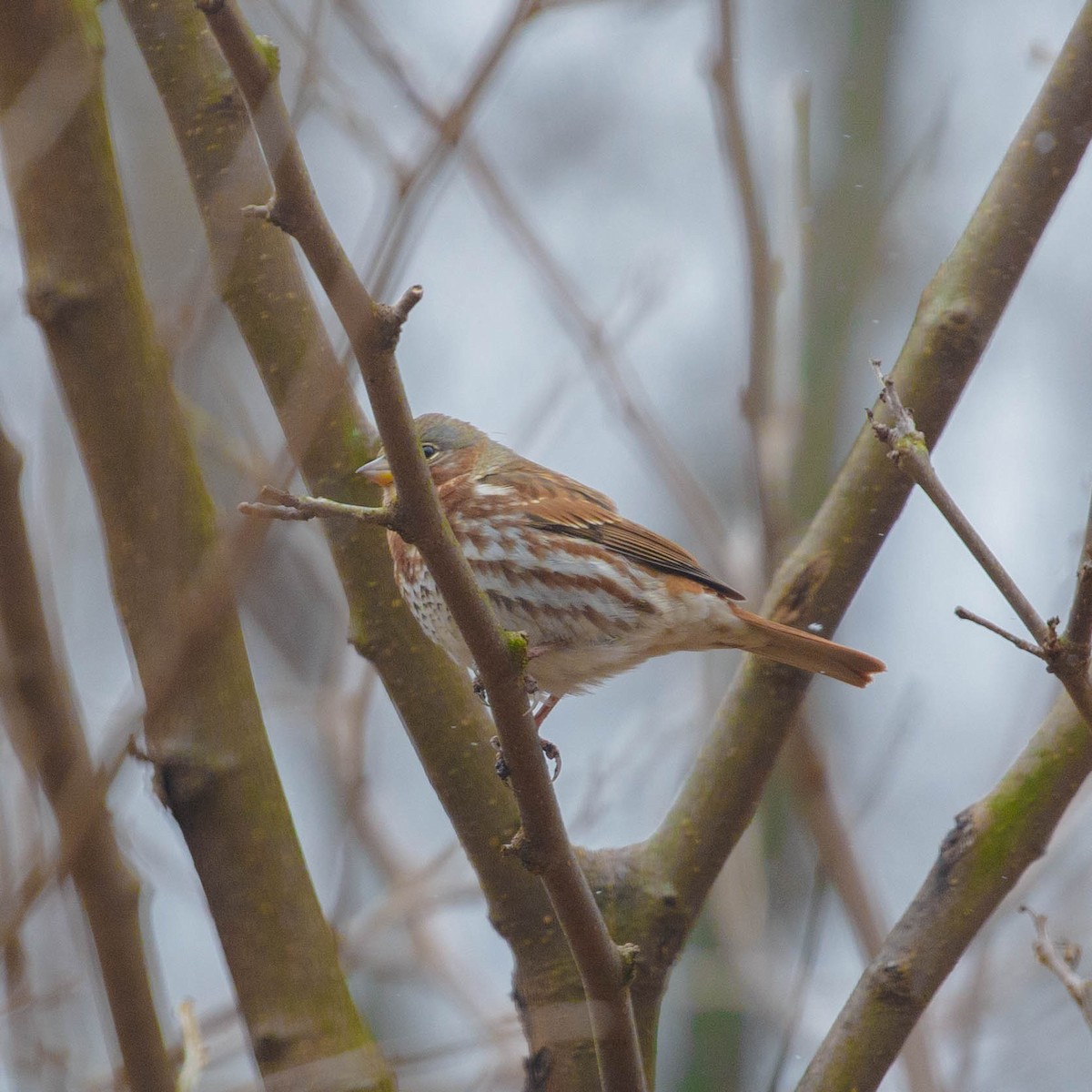 Fox Sparrow - ML288443891