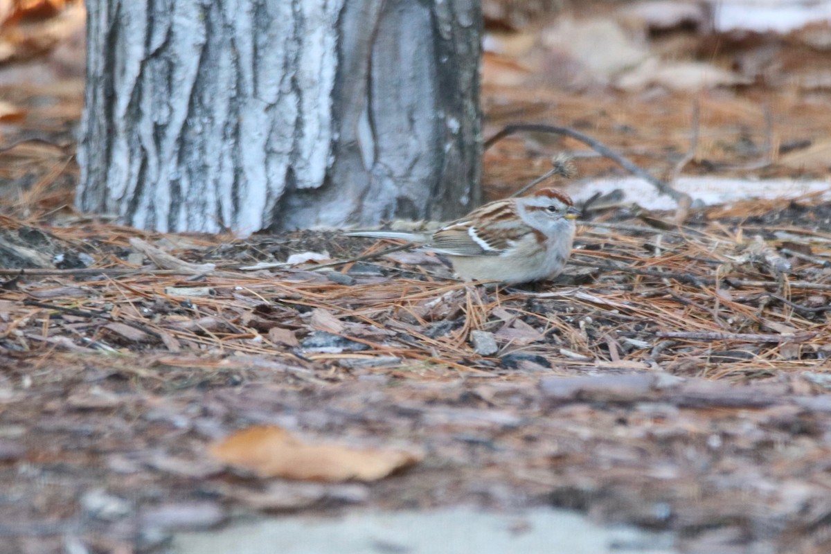 American Tree Sparrow - ML288444061