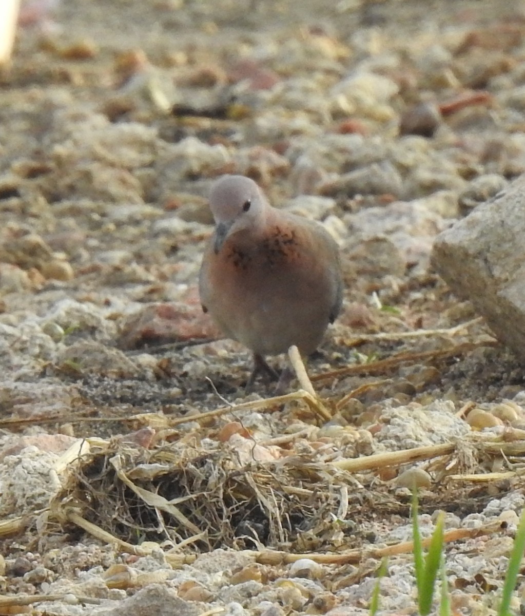 Laughing Dove - ML288444871