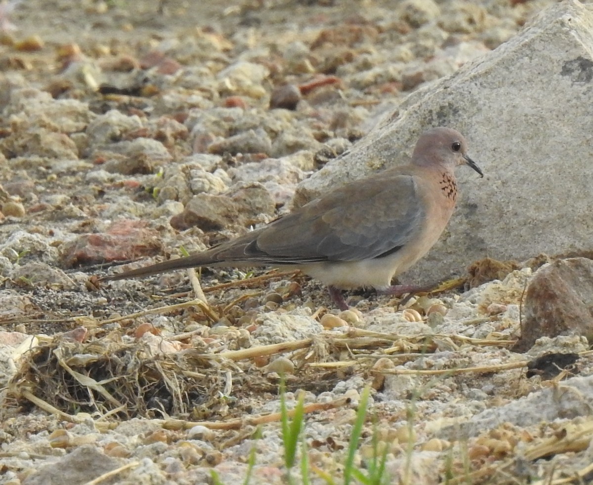Laughing Dove - ML288444931