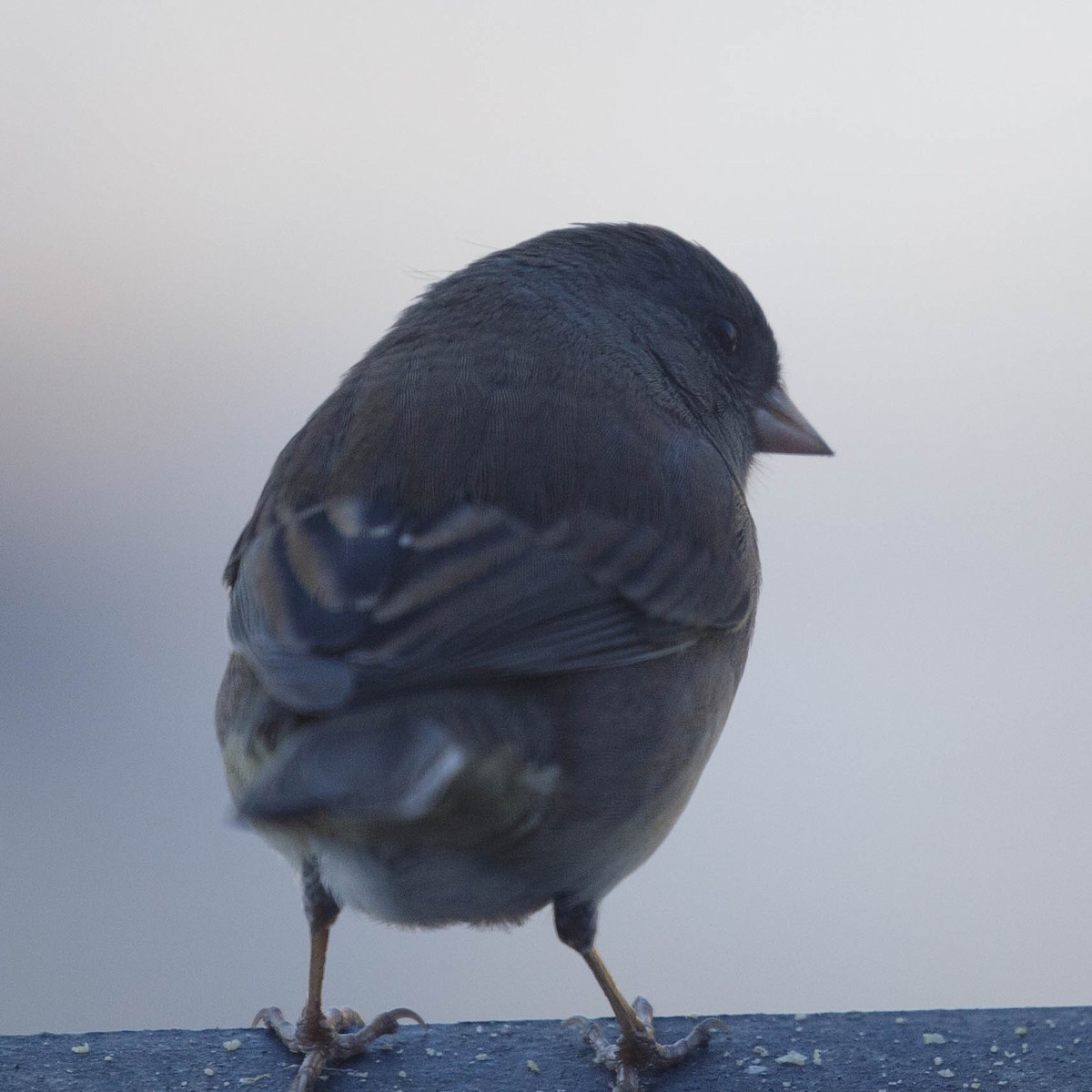 Dark-eyed Junco - ML288445191