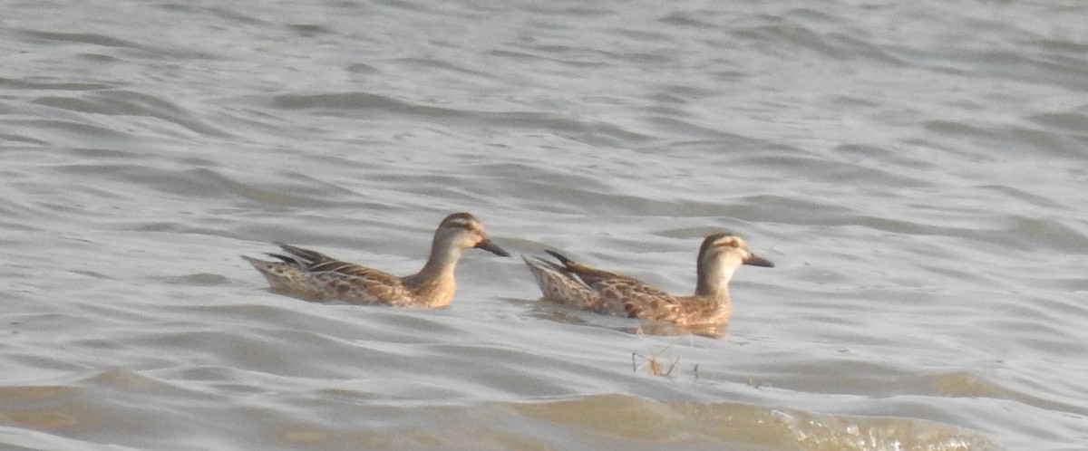 Garganey - ML288445481