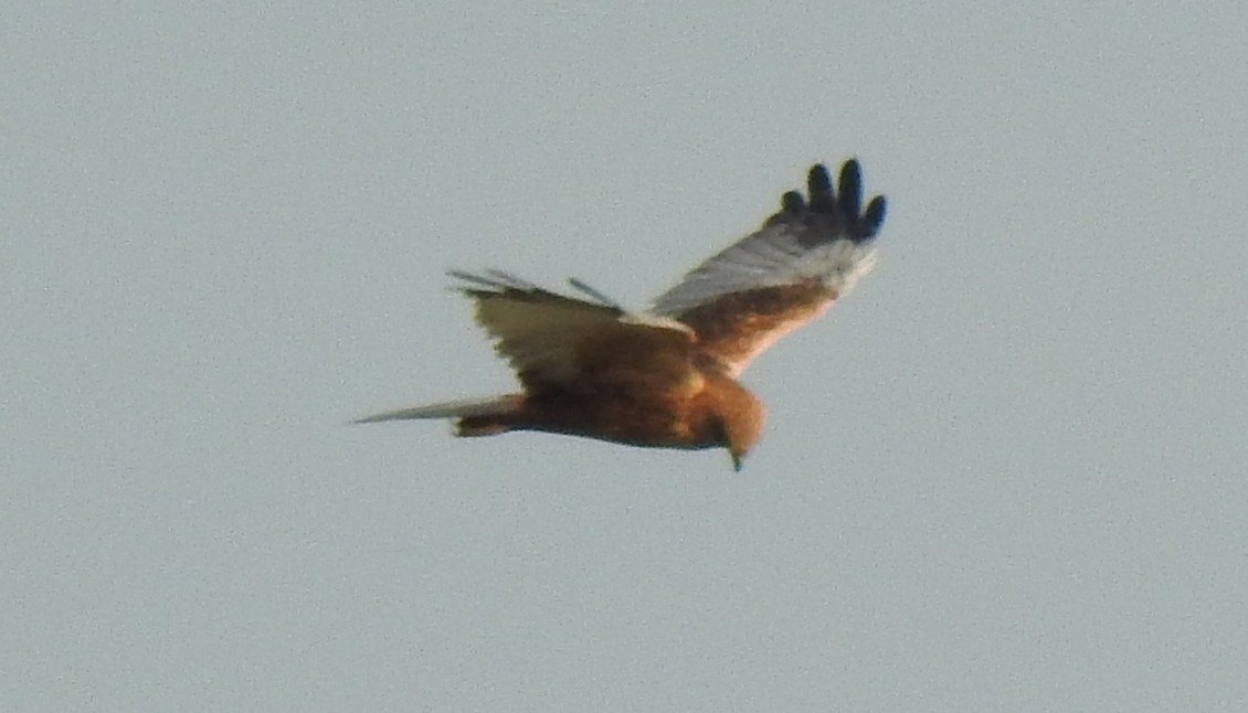 Western Marsh Harrier - ML288445541