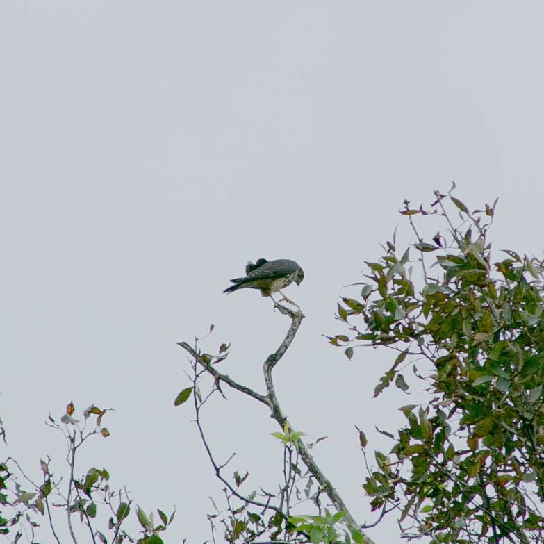 Merlin - ML288446301