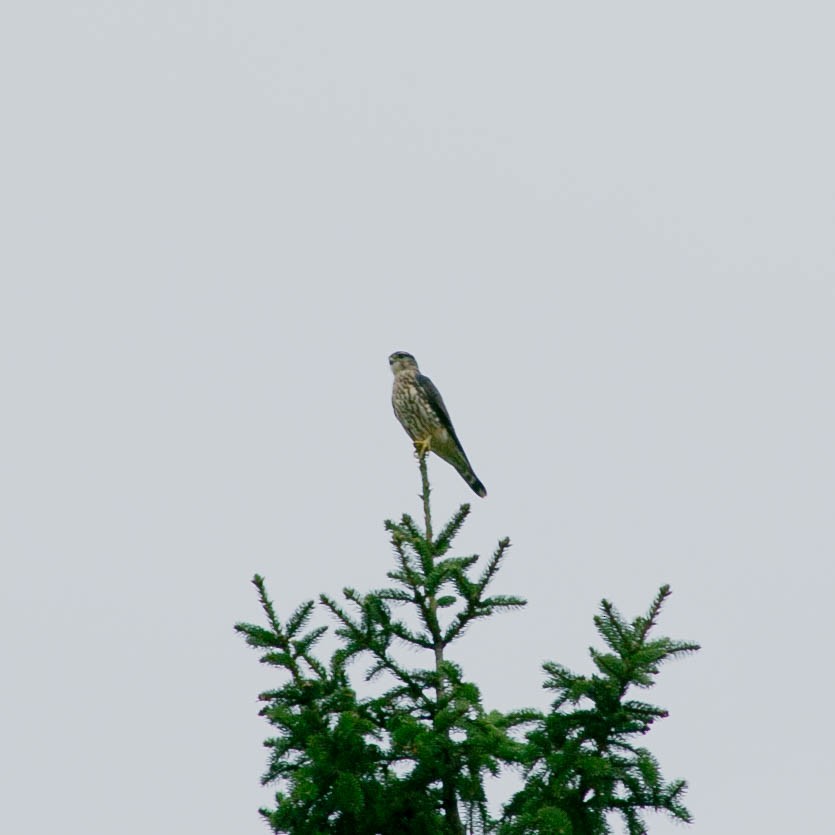 Merlin - ML288446311