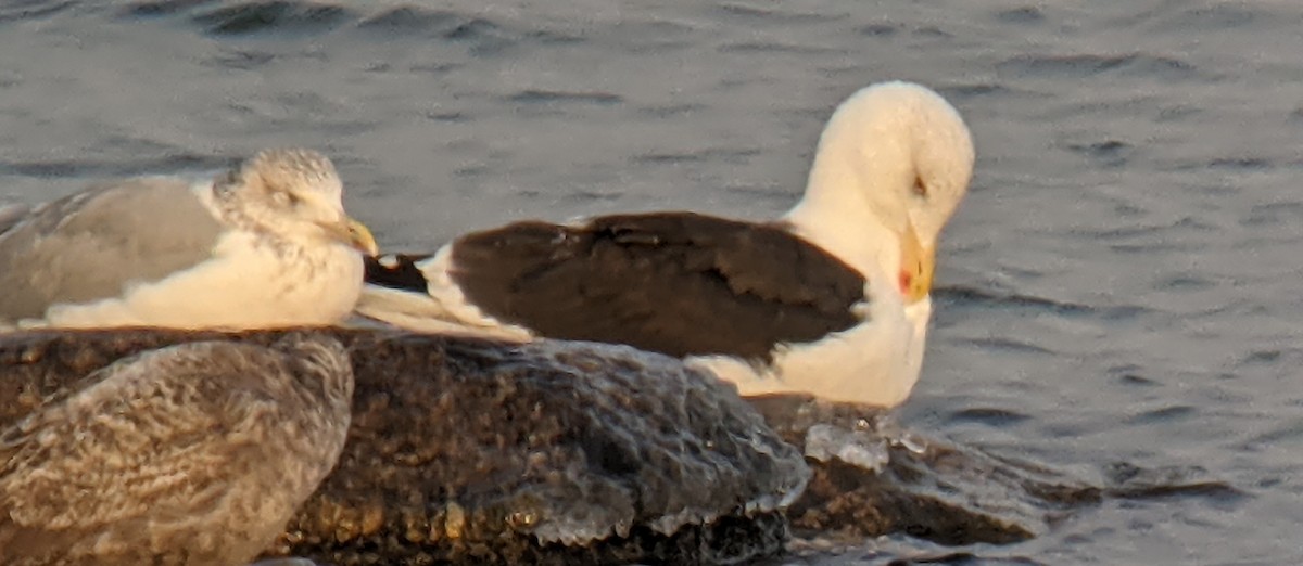 Great Black-backed Gull - ML288446581