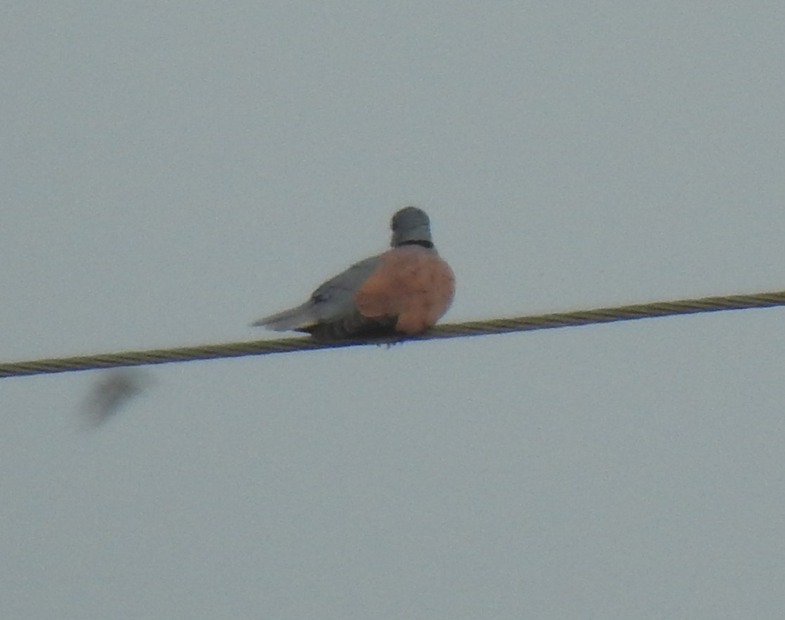Red Collared-Dove - ML288446721