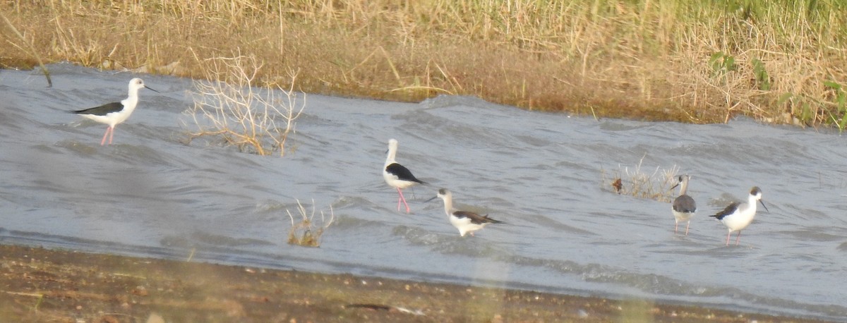 Black-winged Stilt - ML288446831