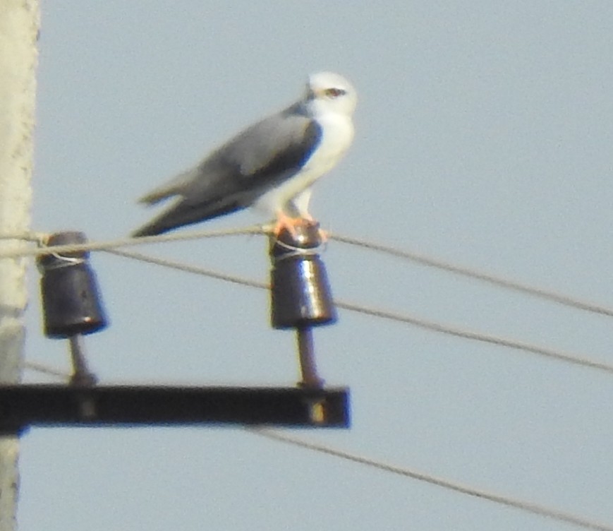 Black-winged Kite - ML288446951