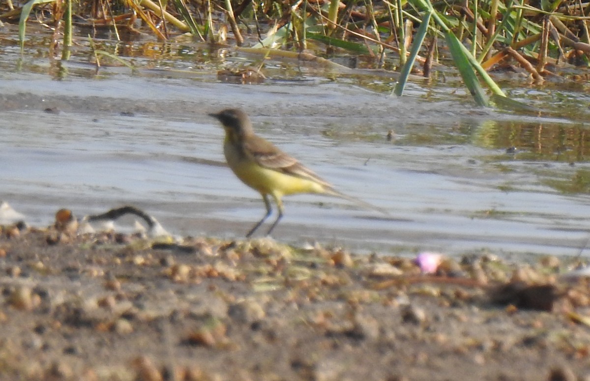Western Yellow Wagtail - ML288447041