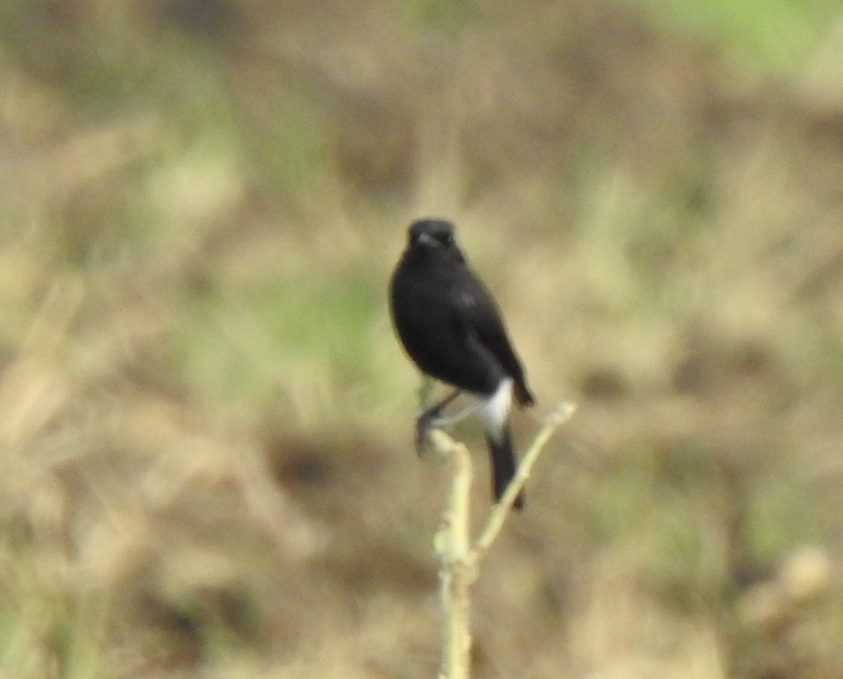 Pied Bushchat - ML288447061