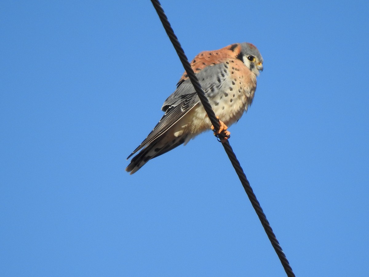 American Kestrel - ML288447671